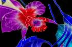 Colorful Polynesian textile, Waikiki, Honolulu, Oahu, Hawaii. Art Print